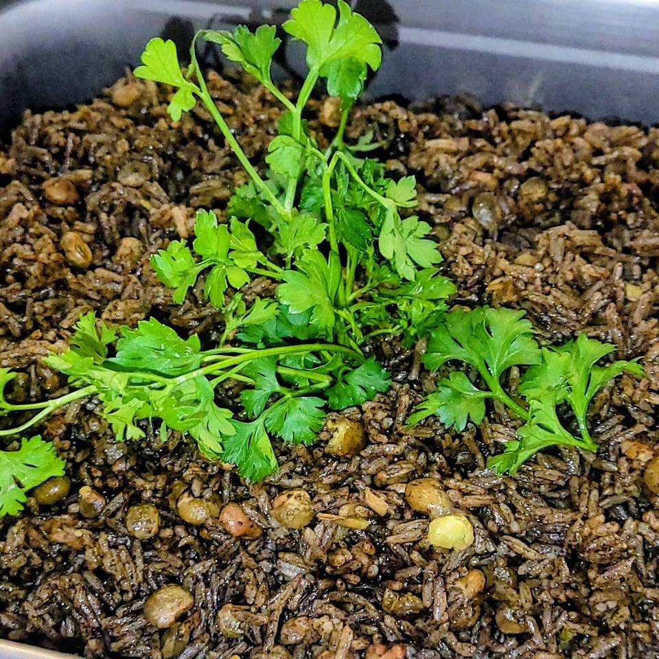 Close-up of Haitian black rice and beans, garnished with fresh parsley in a metal tray.