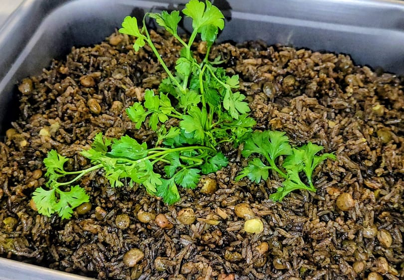 Close-up of Haitian black rice and beans, garnished with fresh parsley in a metal tray.